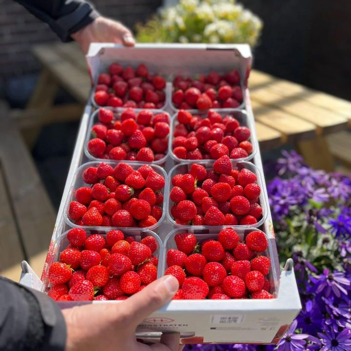 Waanzinnig mooie en verse kwaliteits producten ontvangen van onze groente en fruit leverancier 🤩🤩!De lekkerste zoete aardbeien, de mooiste asperges, roze-rode rabarber, Hollandse trostomaten, heerlijke Satsuma mandarijnen, zoete Gala meloenen, stevige Maribelle appels, schitterende Hollandse witlof, sappige Navel sinaasappels én uiteraard NIEUWE OOGST AARDAPPELEN !!!!Vandaag is de winkel ook open 👍!