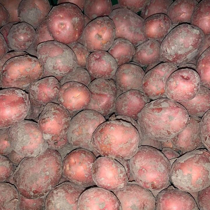 De eerste nieuwe Hollandse Bildstar aardappelen !Nu bij de Landkruidenier 🙏🤩!!!