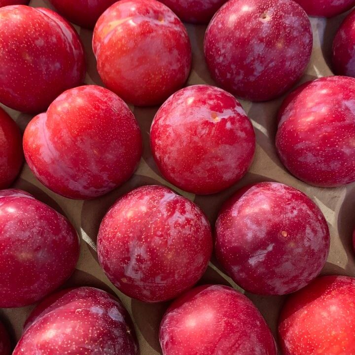 PRUIMEN!!!Super gezond door de rijke aanwezigheid van vezels, antioxidanten én de mooie combinatie van vitamines en mineralen.Op allerlei manieren te eten….. Bijvoorbeeld als tussendoortje, toevoegen in stoofpotje of ovenschotel, verwerkt als chutney voor bij vlees of gevogelte, in salade met geitenkaas, voor een pruimentaart, door de yoghurt of in de smoothie!!!Nu in het assortiment bij De Landkruidenier.