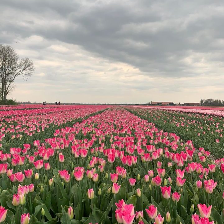 Je hoeft niet naar het drukke Lisse om prachtige tulpenvelden te zien… tussen Nieuwveen en Nieuwkoop langs de provinciaalse weg de mooiste tulpen volop in bloei 🌷🌷🌷.Schitterend!!!