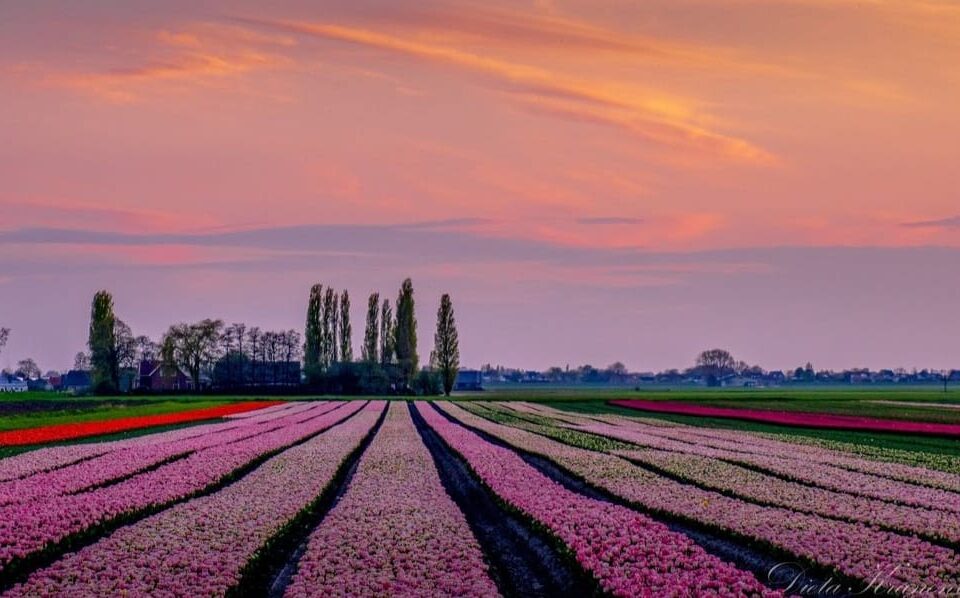 Prachtige tulpenvelden 🤩!!!En heerlijke cappuccino ☕️ met huisgemaakte appeltaart🧇 bij De Landkruidenier, 2 minuten verderop .Iedereen is van harte welkom!#genieten#boerderijwinkel#lokaal#koffie#lunch#broodje#streekproduct
