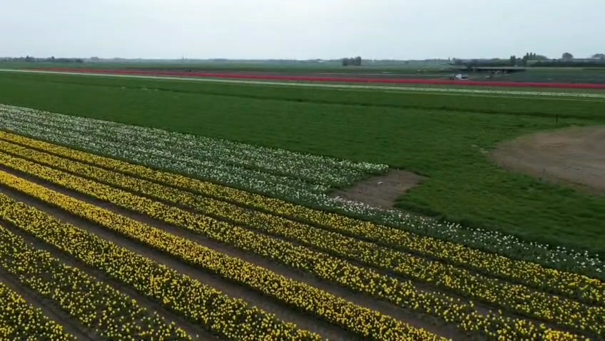TULPEN….Schitterende mooie tulpen kleuren de velden rondom de winkel in prachtige kleuren!Kom kijken zolang ze nog in volle bloei staan!