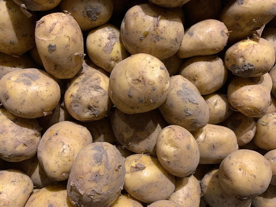 NIEUWE OOGST… 🥔 🥔🥔Bij De Landkruidenier hebben we weer heerlijke nieuwe aardappelen!Veelzijdig te gebruiken; koken, bakken, frituren of pureren.Lekker vol van smaak!#landwinkel#lekkerderbijdeboer#streekproducten#boerderijwinkel#hetgroenehart